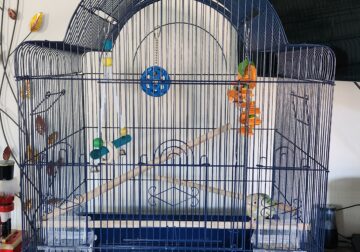 Green cheek concure & cage