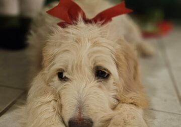 Charley (Straight hair Goldendoodle)