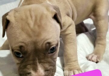 6 American Bully/ Pitbull terrier mix puppies for