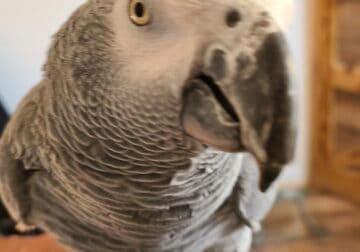 African gray for sale