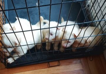 Malamute mix puppies for sale
