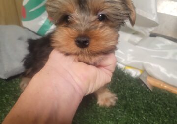 Yorkie males non papered