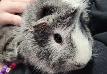 Bonded Pair of male guinea pigs 2 years old