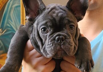 AKC Nugget: Blue, Male, Frenchie Puppy. $1400