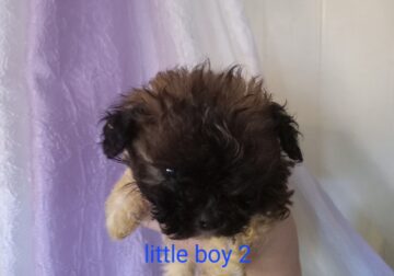 Exquisite little shihtzu pups