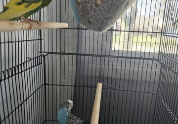 Birds and cage for sell
