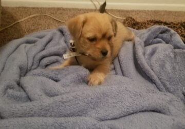 Adorable Chihuahua Shi-Tzu Mixed Puppies For Sale!