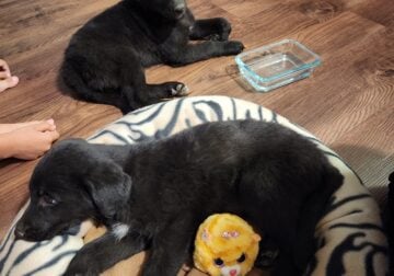 Rehoming 2 puppies