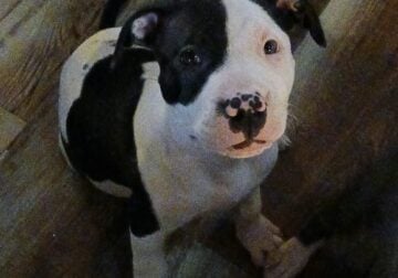 Harelequin American Bully female puppy. 2 months