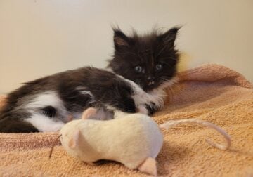 Pure breb Maine Coon Kittens for sale