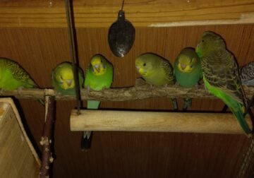 Parakeets! Proven breeeding pair with cage and toy