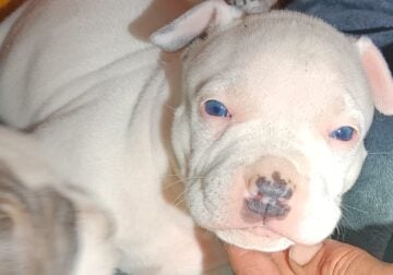 5 White 5 1/2 months old Beautiful Pitbull Puppies