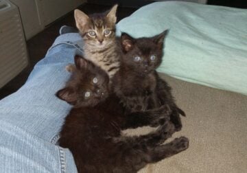 9 cute kittens need a home