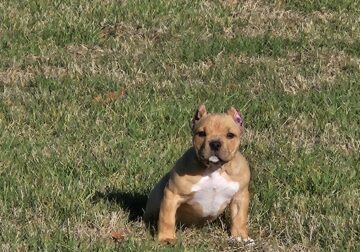 Redemption Bully kennel puppies