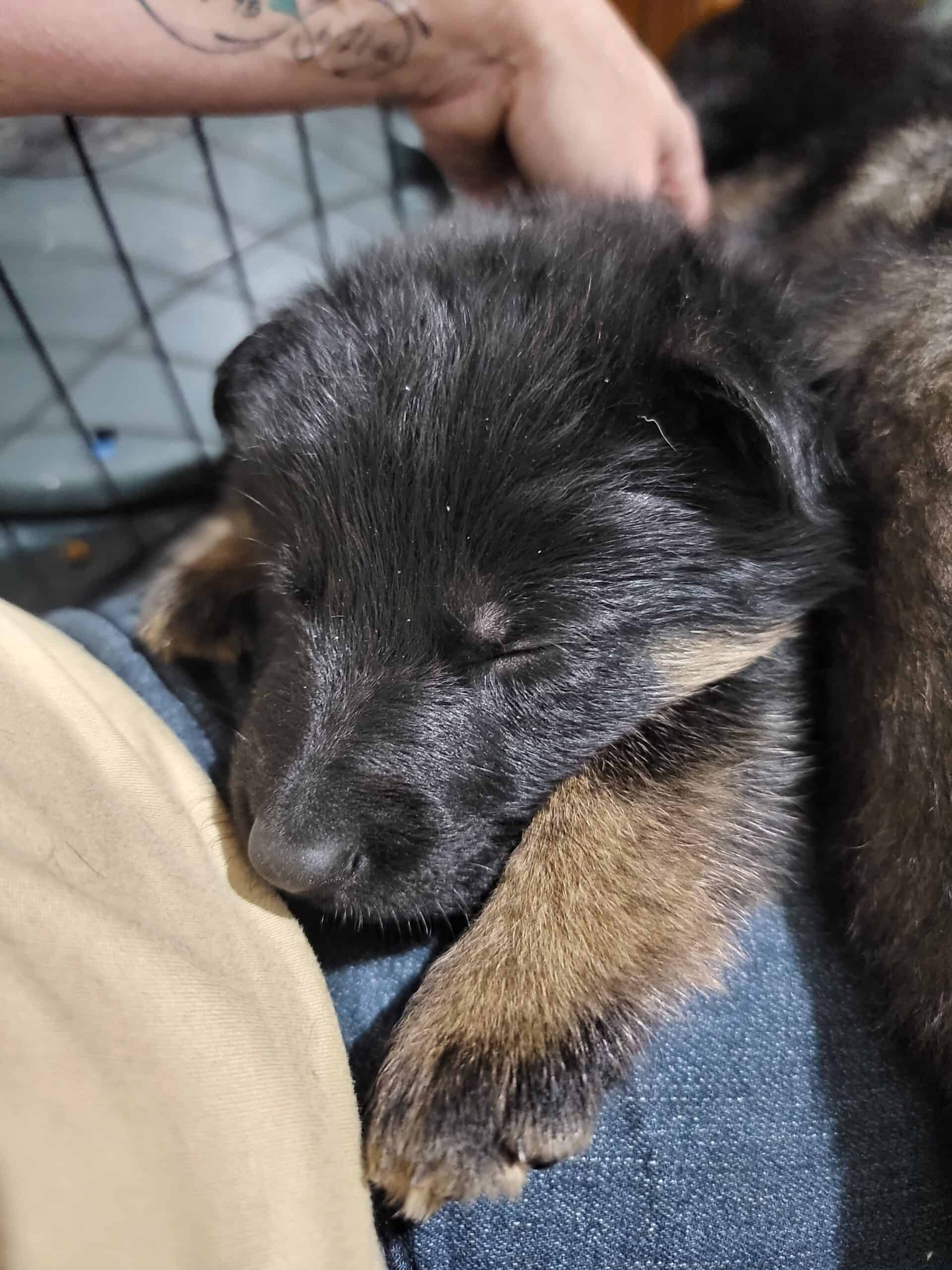 Dark Sable German Shepherd Puppies | PetClassifieds.com