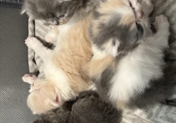 Pretty Persian Siamese Kittens 12/22 Re-Home