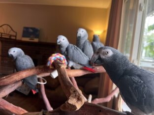 Hand Reared African Grey Babies for Sale