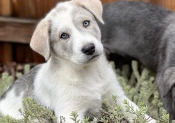 8 week puppy so cute! (Lab & Australian shepherd)