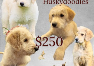 Goldendoodle Husky puppies