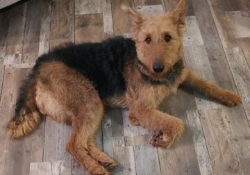 Willow a 3 yr old Airedale