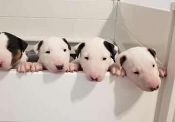Bull Terrier Puppies, Upcoming Litter May 1st 2024