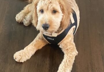 1yr old Golden Doodle is looking for a new home