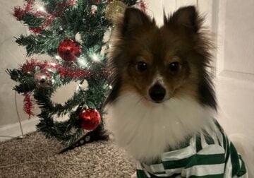 12 month old pomeranian for sell needs training