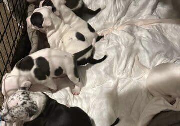 4 Seven week old American bulldog puppies