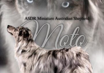 ASDR Miniature Australian Shepherd Stud