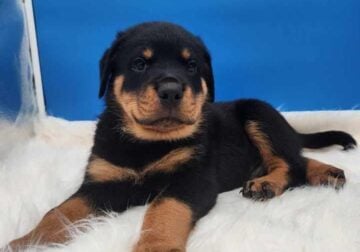 Rottweiler SERBIAN IMPORT WOW! *NEW* Quality Blood