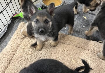 Purebred German Shepherd Pups for sale