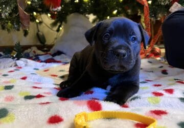 Labahoula Puppies For Sale