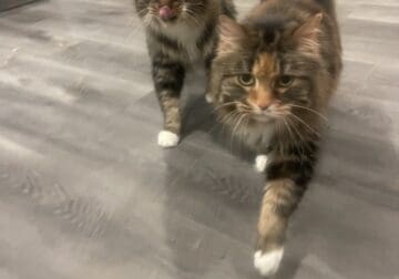Brother & Sister Cats