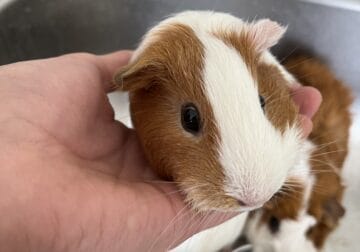 Selling two female Guinea pigs