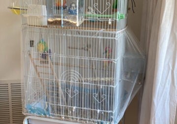 Parakeets needing a new home