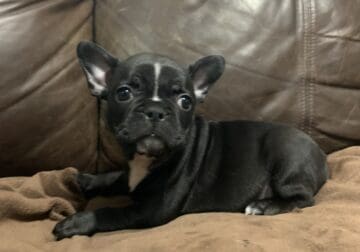 Frenchton Puppies High Quality Females Available!