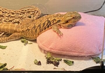Rehoming Bearded Dragon