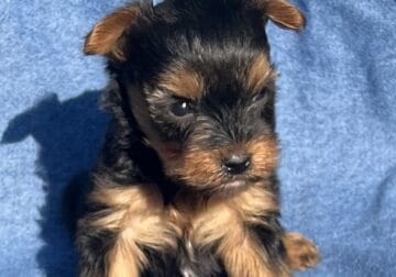 Yorkie pups for sel