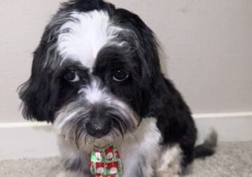 Male Shihpoo for sale