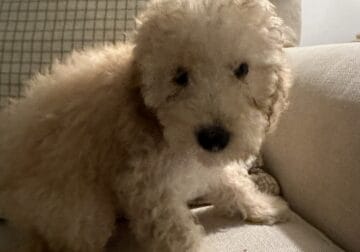 Micro Goldendoodle/Schnoodle Mix puppy
