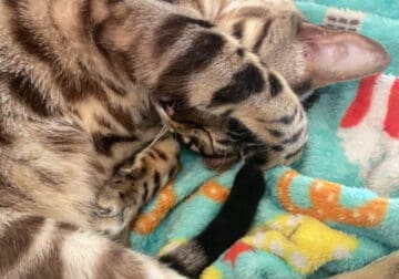 Bengal cat needs a forever family