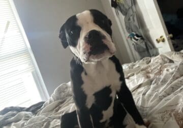 6 month old Blue nose boxer needs a good home!