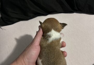 Tiny Male Chihuahuas