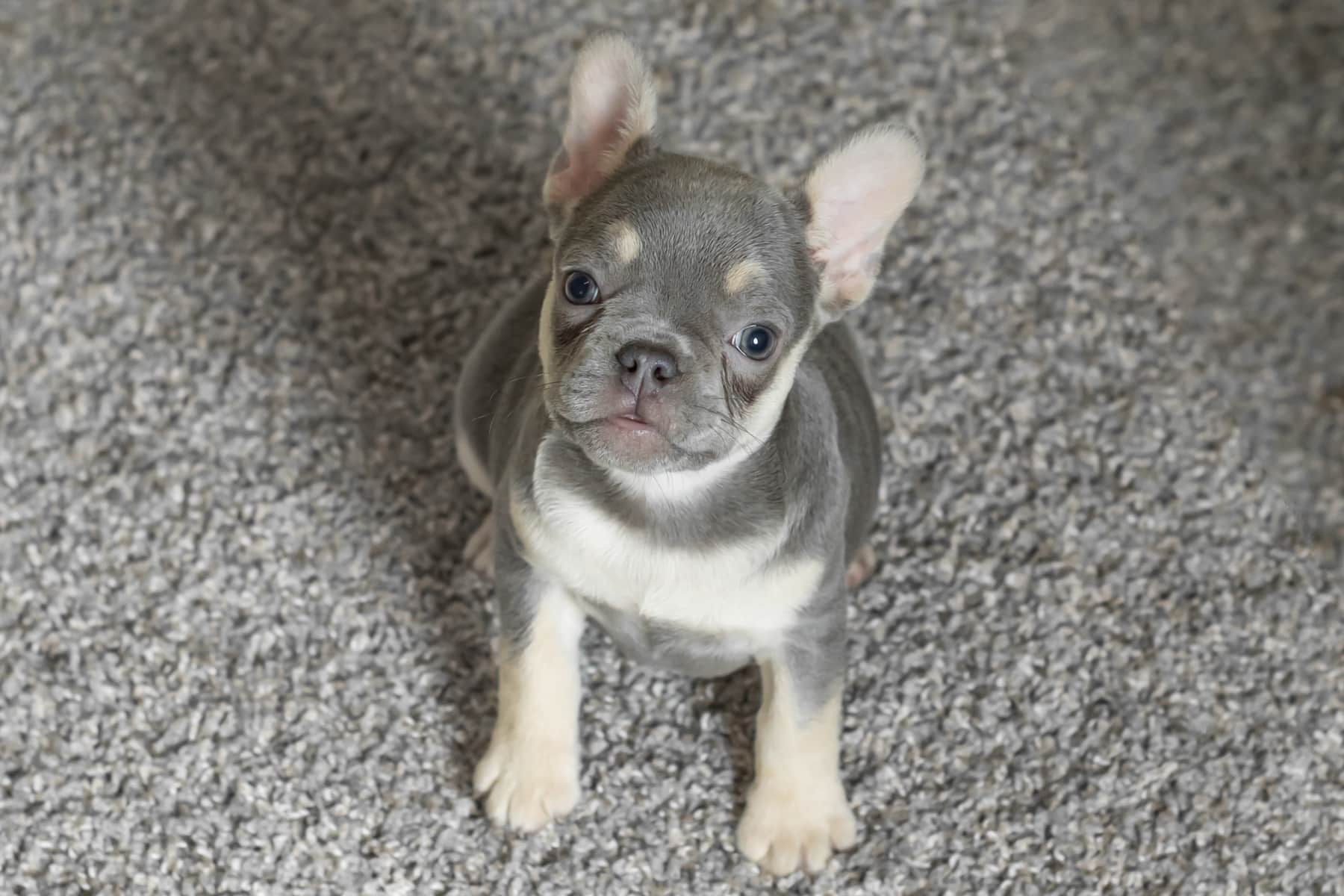 AKC French Bulldog female puppy Indiana (Holly) | PetClassifieds.com