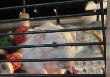 Female Rat With Cage and Supplies