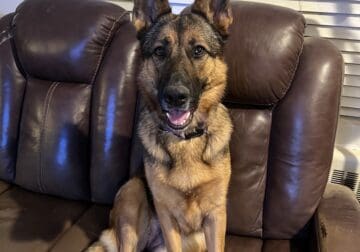 GSD Female for rehoming