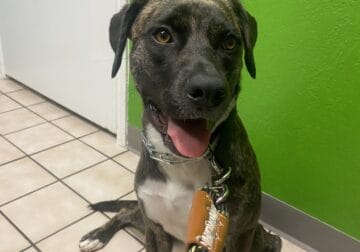 Lab/Boxer mix rehoming