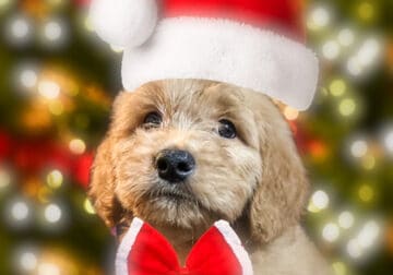 Goldendoodle Christmas!!!