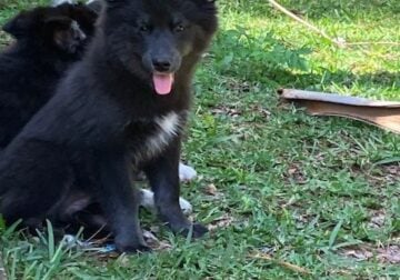 Adorable Pomsky Puppy Available – Maleficent