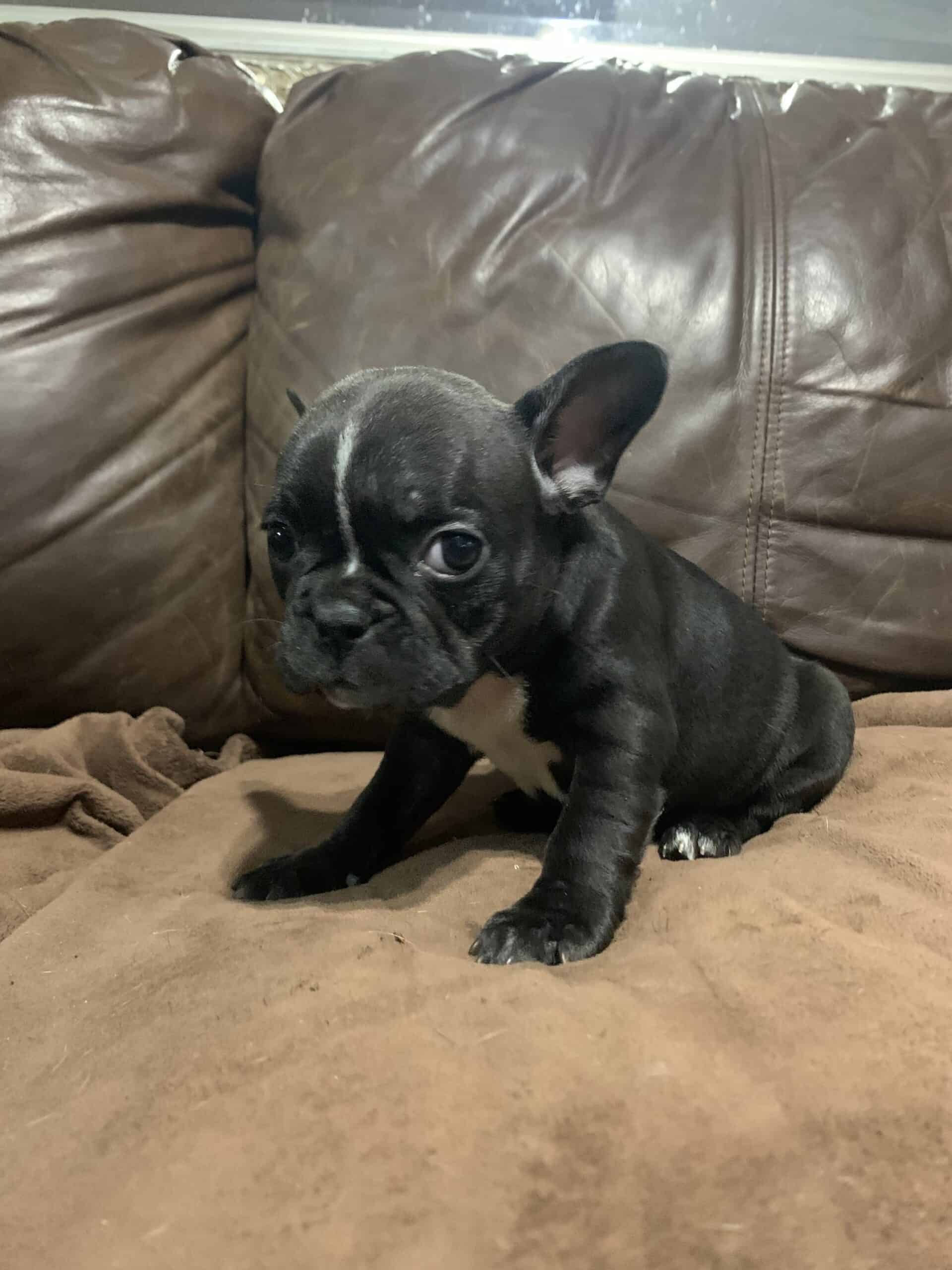 Frenchton Puppies High Quality Females Available! | PetClassifieds.com